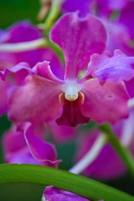 Les orchidées sont l'une des nombreuses plantes qui poussent dans la forêt tropicale.