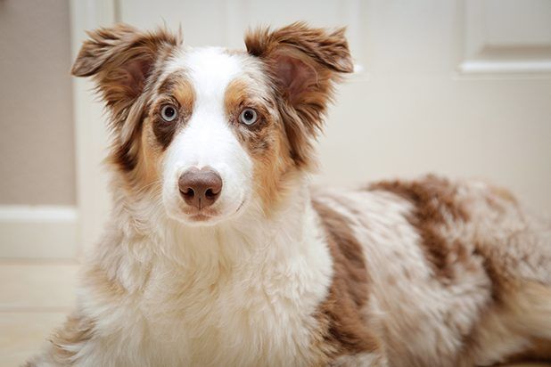 Les clients ont gagné't spot any errant fur in your interior design that's color-coordinated to your pup.