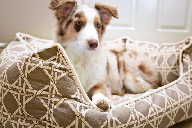 Fido va profiter de siestes dans son lit confortable et élégant.