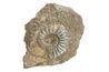 Cast fossiles semble être un véritable organisme piégé dans la roche mais sont en fait un duplicata.