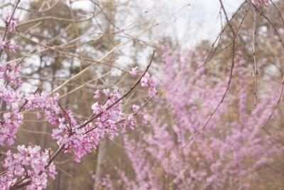Un gros plan de fleurs roses sur les branches d'un arbre de Redbud au printemps.
