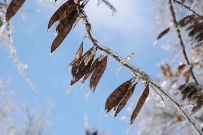 Les branches d'un arbre de Redbud sont couverts de glace en hiver.