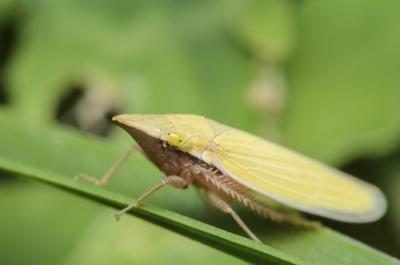 Un gros plan d'une cicadelle sur une feuille verte.