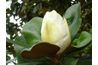 Magnolia du Sud est un feuilles larges feuilles persistantes.
