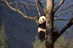 Seules quelques parcelles de forêt continuent de soutenir pandas sauvages.