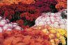Beaucoup de formes et de couleurs de fleurs de chrysanthème sont disponibles.
