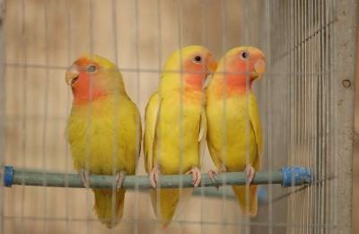 Delta accepte seulement les mammifères et les oiseaux qui sont les animaux de compagnie personnels.