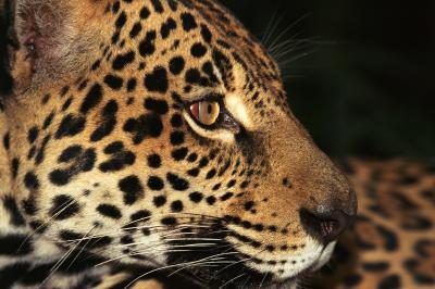 Jaguars sont parmi les grands chats qui errent terrain de la forêt tropicale.