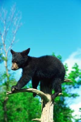 En plus de porcs-épics et les lynx, les ours noirs vivent dans les forêts de conifères.