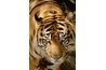 Les tigres sont le plus grand des félins.