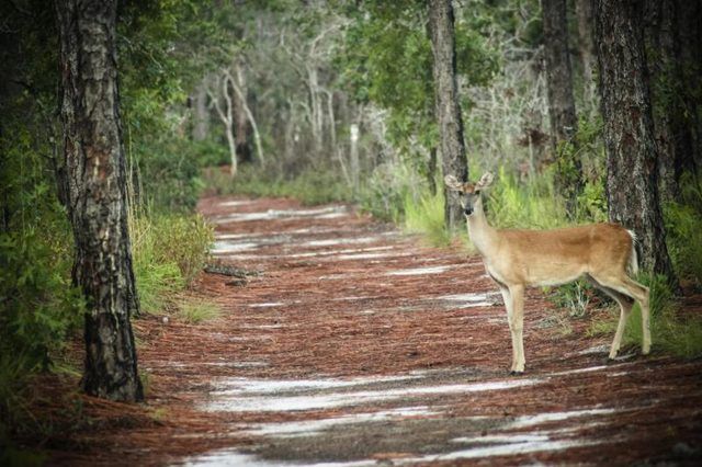 Blanc chemin de passage de cerfs de Virginie près de zones humides Caroline du Nord