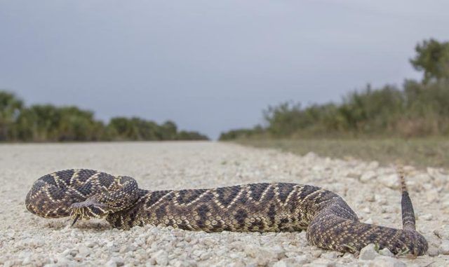 Est Diamondback Rattlesnake sur route de la plage