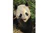 Les pandas géants, qui dépendent sur le bambou, ont le régime le plus spécialisé de tout ours.