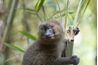 Madagascar a ses propres spécialistes du bambou: lémuriens de bambou.