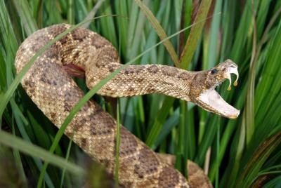 Rattlesnake dans l'herbe