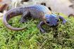 amphibiens comme la salamandre sont capables de marcher sur la terre ferme