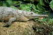 L'alligator américain peut être trouvé la natation dans les eaux de la Floride.