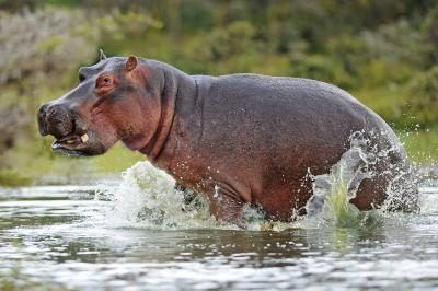 Hippopotames sont étroitement liées aux baleines.