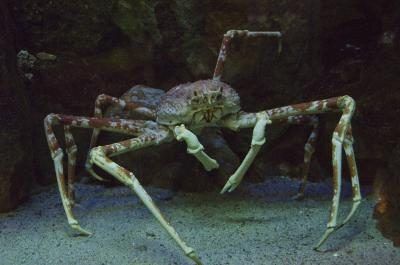 les griffes de l'araignée de mer japonaise peuvent atteindre 12 pieds de long