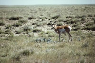 Antelope utilisent leurs cornes comme moyen de défense contre les prédateurs.