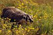 Badgers proies sur les prairies rongeurs tels que les gaufres, les écureuils et les lapins.