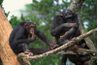 Les chimpanzés de l'Afrique sont parmi les forêts de pluie habitants.