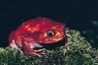 La grenouille tomate de Madagascar est coloré mais toxique.