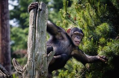 Chimpanzé dans l'arbre