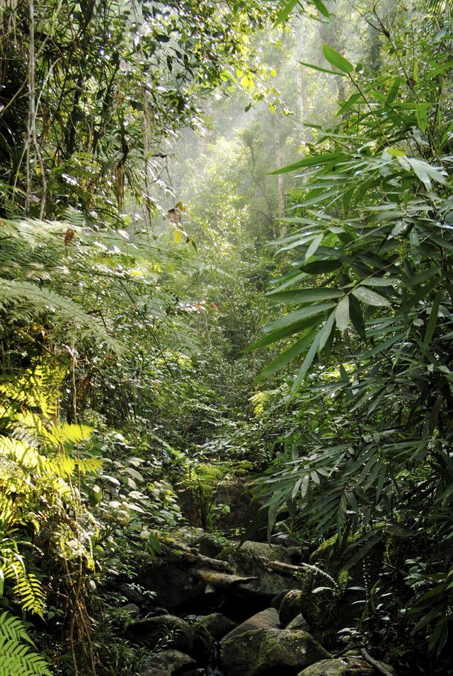 Rainforest au Sri Lanka