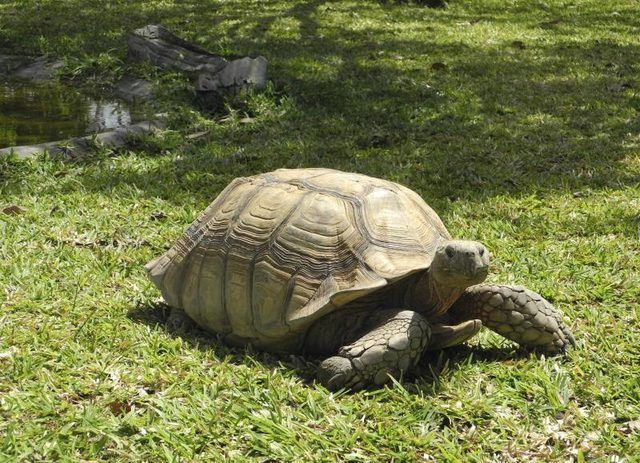 Une tortue dans la cour près d'un étang artificiel.