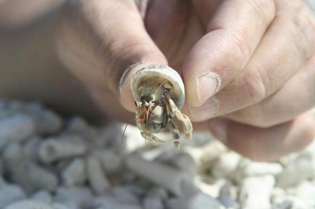 Une personne titulaire d'un crabe ermite pour animaux de compagnie.