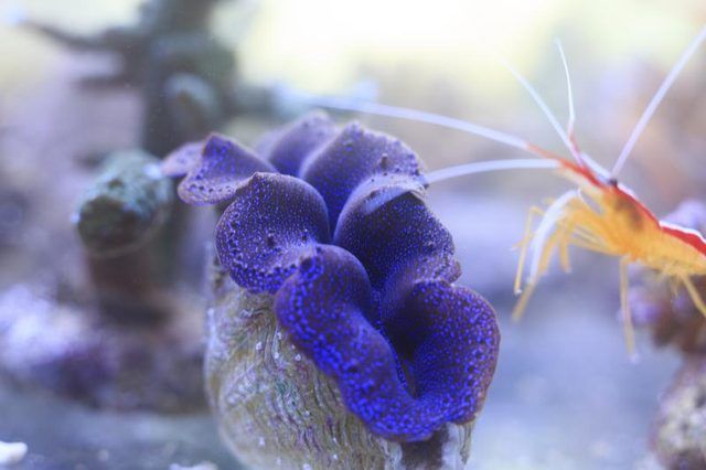 Un tridaca palourde bleue au fond d'un aquarium.