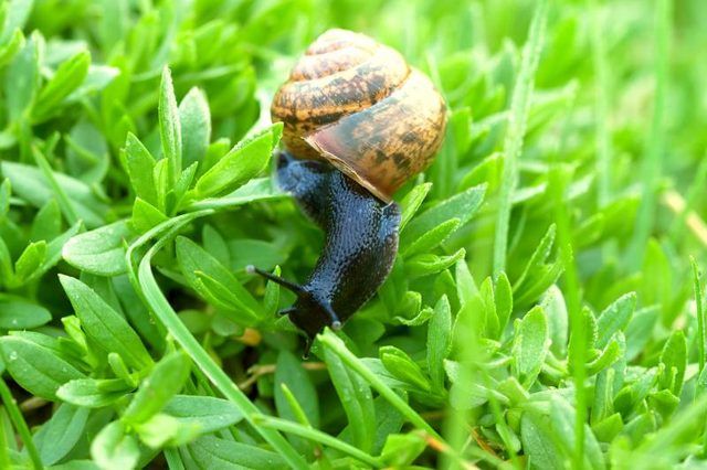 Un escargot rampant sur l'herbe verte.