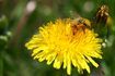 Des couleurs éclatantes et une haute nectar ou de pollen contenu attirent les abeilles dans le jardin.