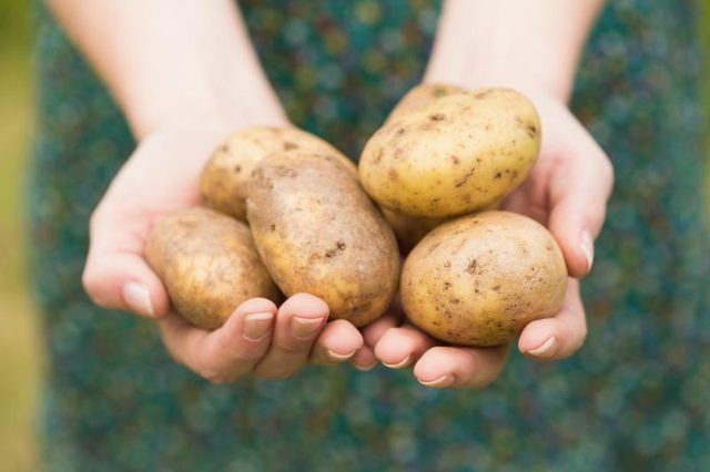 Deux mains tenant des pommes de terre