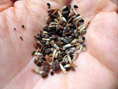 Semer les graines est une activité amusante pour les élèves de la maternelle et leur permet de redonner à la Terre.