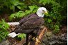 Au Starved Rock State Park, vous pouvez apercevoir un aigle chauve ou deux.