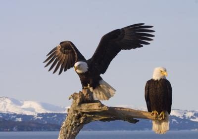 deux perchés Eagles chauve américain