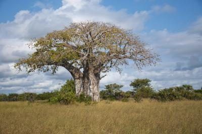 Baobab en Tanzanie