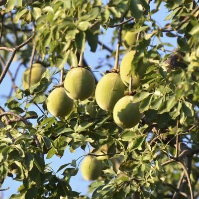 Fruit du baobab