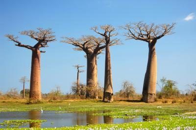Groupe des baobabs