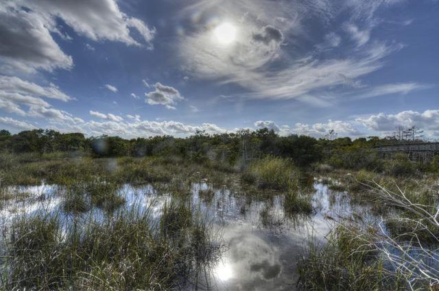 Les Everglades comprend des écosystèmes de marais.