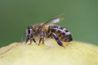 L'abeille européenne est un important pollinisateur du monde's crops.