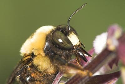 Certaines abeilles solitaires sont miniers ou pelle abeilles.