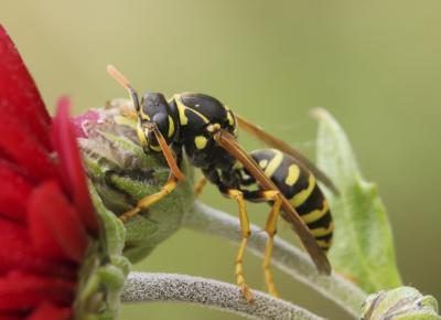Scoliid et guêpes tiphiid sont parfois confondus avec des abeilles qui nichent au sol.