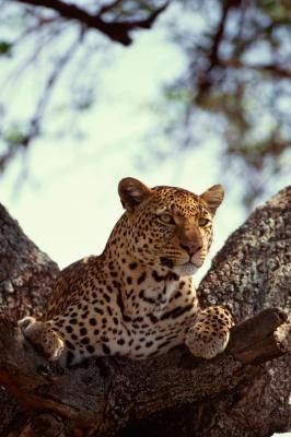 Léopards sont furtifs, agile et sont des pros à grimper aux arbres.