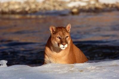 Le Cougar est considéré comme un prédateur embuscade.