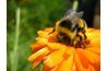 Bumble bee, photographié ici, est plus rond que d'une veste jaune.