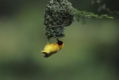 Oiseaux tisserins construisent des nids pendants.