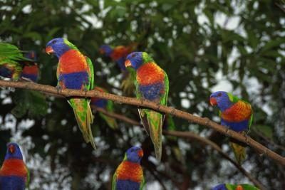 Loriquets arc: perroquets échappés de nectar alimentation peuvent utiliser mangeoires à colibris.